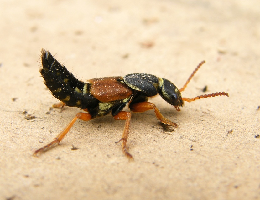 Staphylinus caesareus - aranysujtásos holyva