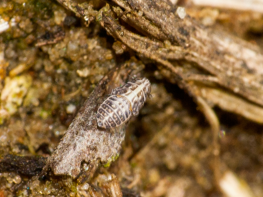 Delphacidae - sarkantyús kabócák