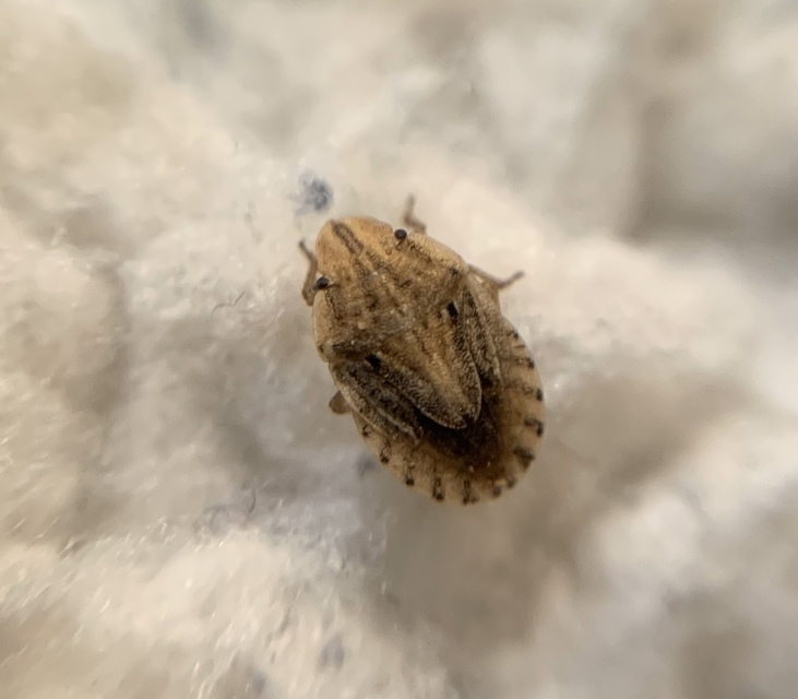 Sciocoris sulcatus - barázdás laposfejű-poloska Sciocoris sulcatus - barázdás laposfejű-poloska