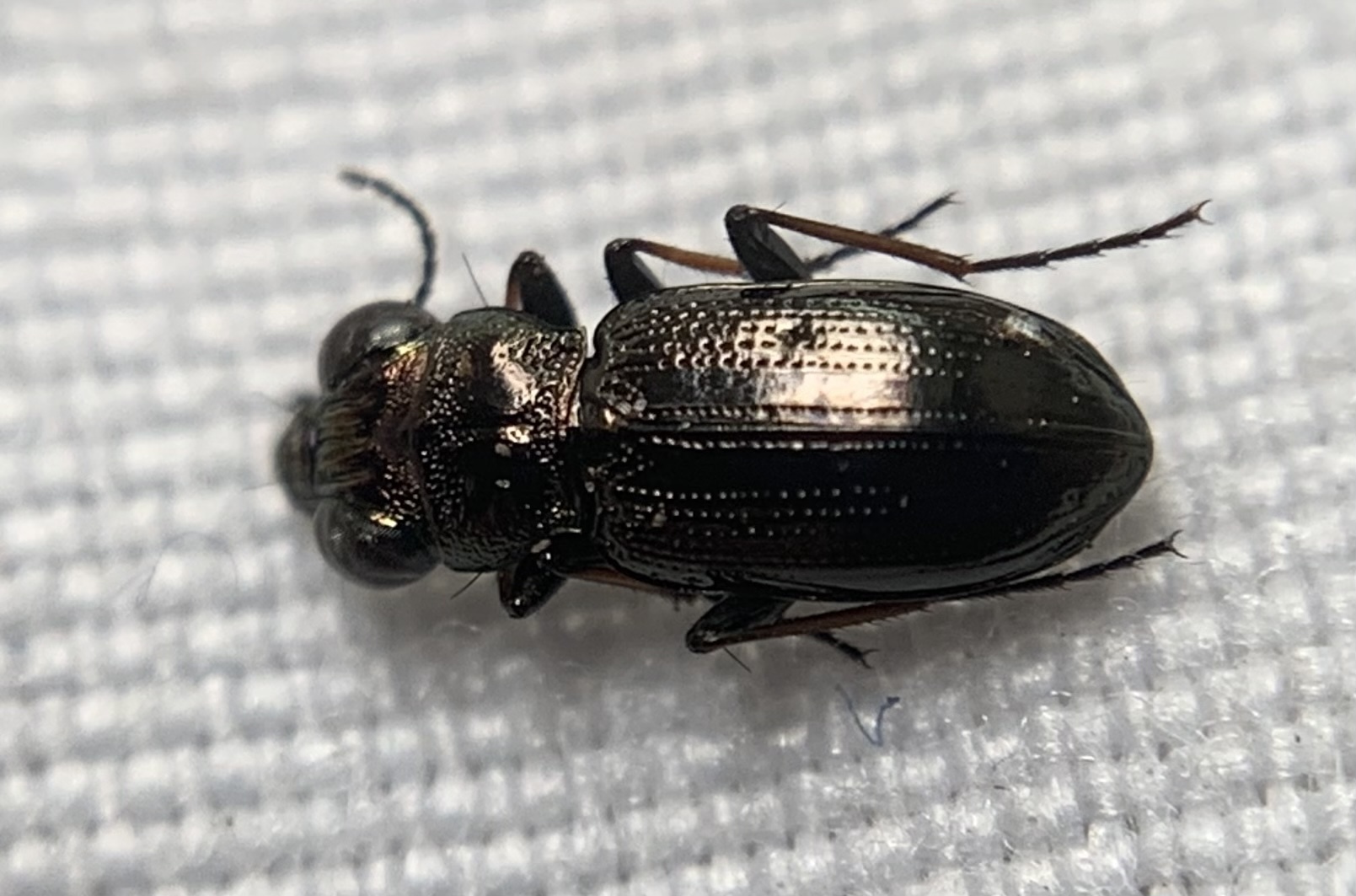 Notiophilus palustris - mocsári szemesfutó