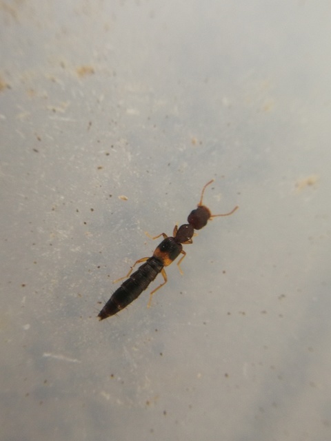 Astenus procerus - karcsú köviholyva
