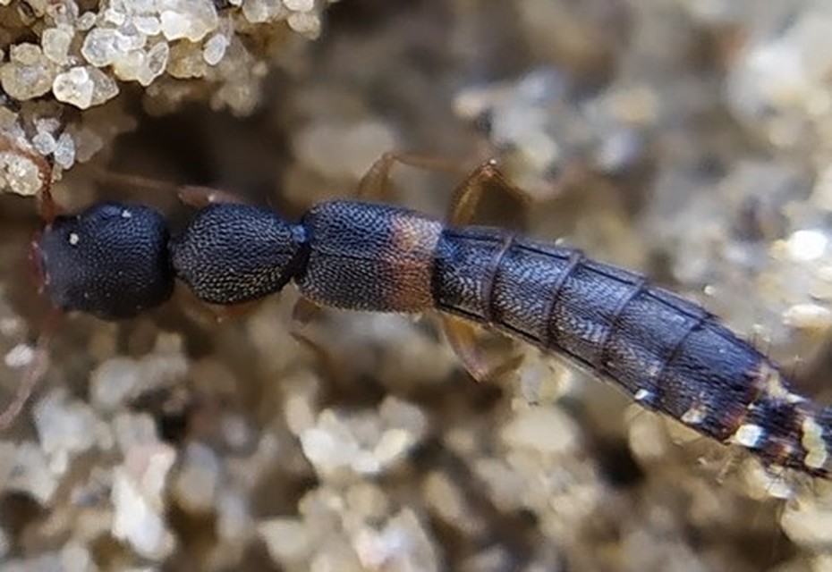 Astenus procerus - karcsú köviholyva