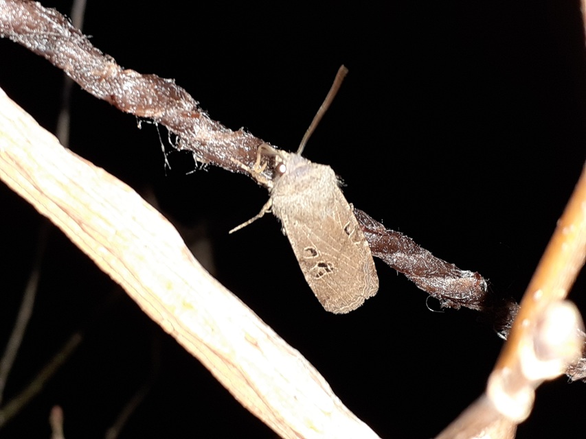 Conistra rubiginosa - szürke télibagoly