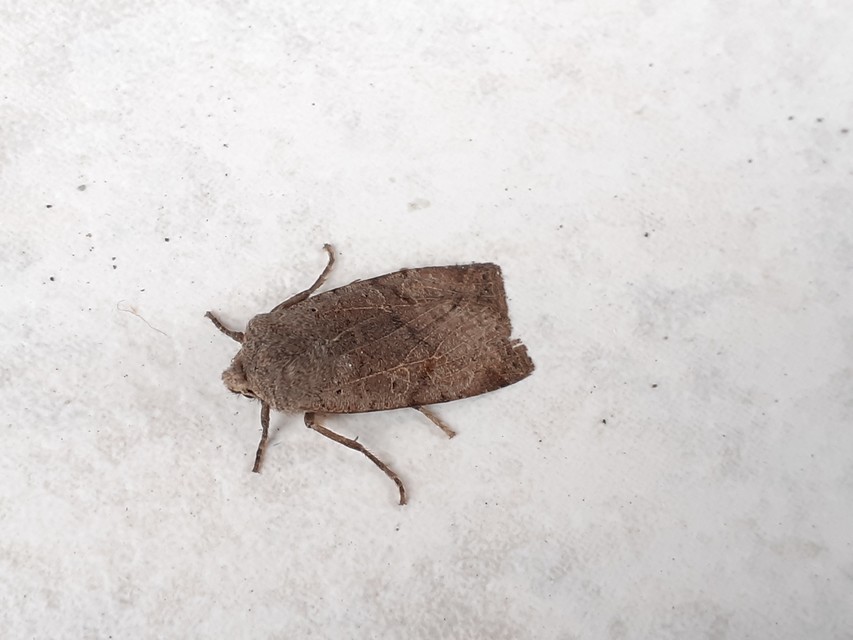 Conistra rubiginosa - szürke télibagoly