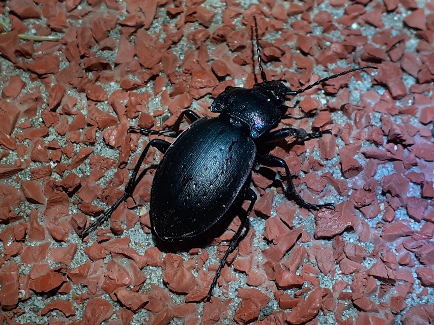 Carabus nemoralis - ligeti futrinka