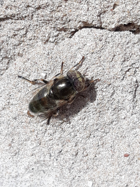 Eristalinus aeneus - bronzos foltosszeműlégy