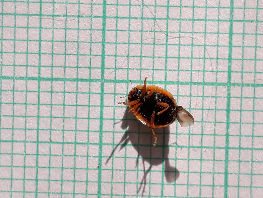 Oenopia conglobata - rózsás katica