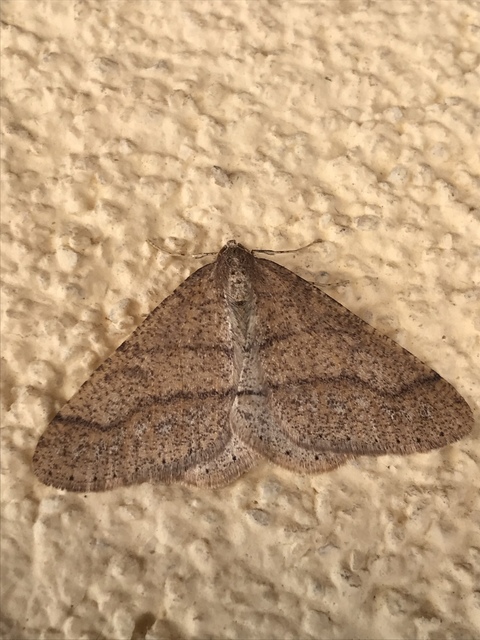 Agriopis marginaria - sárgás téliaraszoló