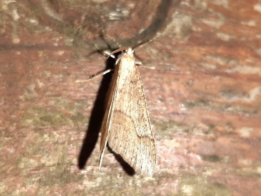 Agriopis marginaria - sárgás téliaraszoló