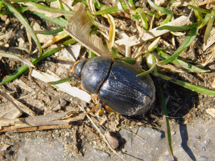 Pentodon idiota - butabogár