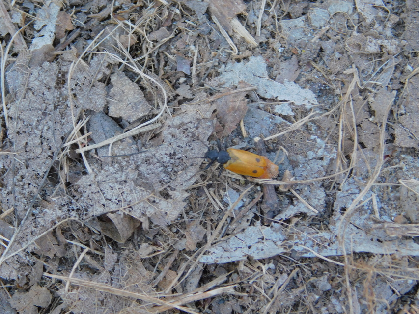 Apalus bimaculatus - kétfoltos élősdibogár