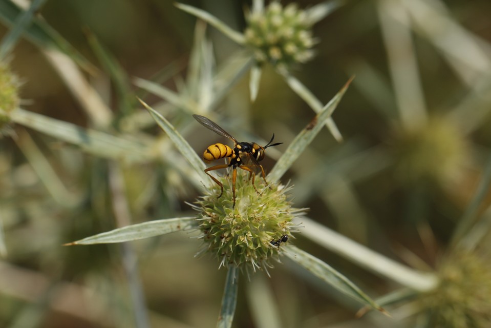 Conopidae - fejeslegyek