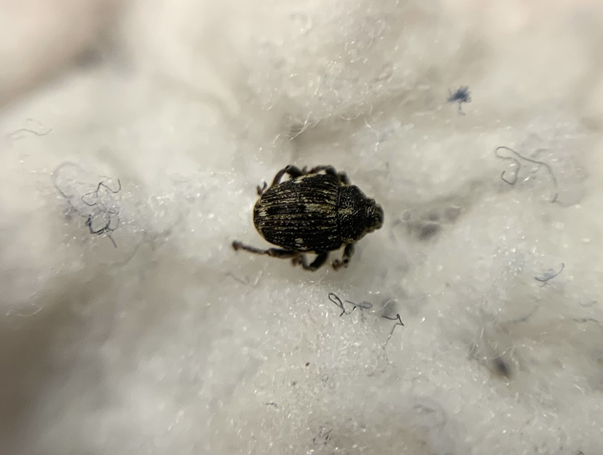 Nedyus quadrimaculatus - közönséges csalánormányos