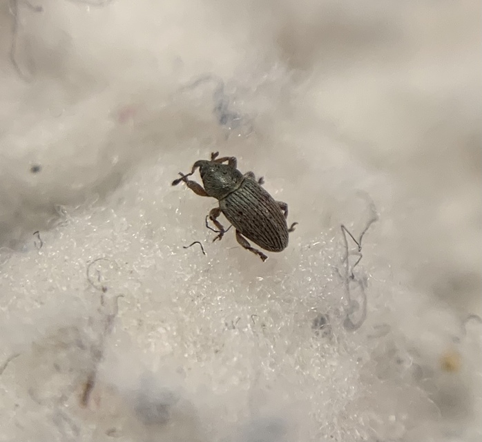 Tychius picirostris - szurkosorrú tímárormányos