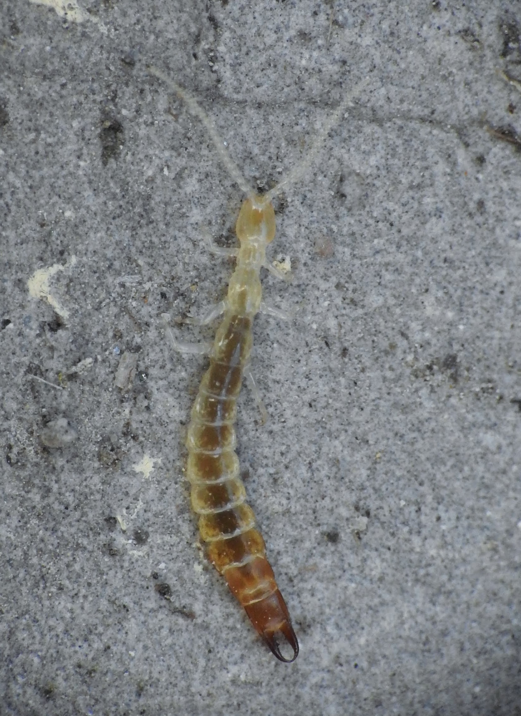 Japygidae