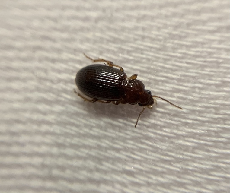 Bradycellus caucasicus - szárnyatlan rétfutonc