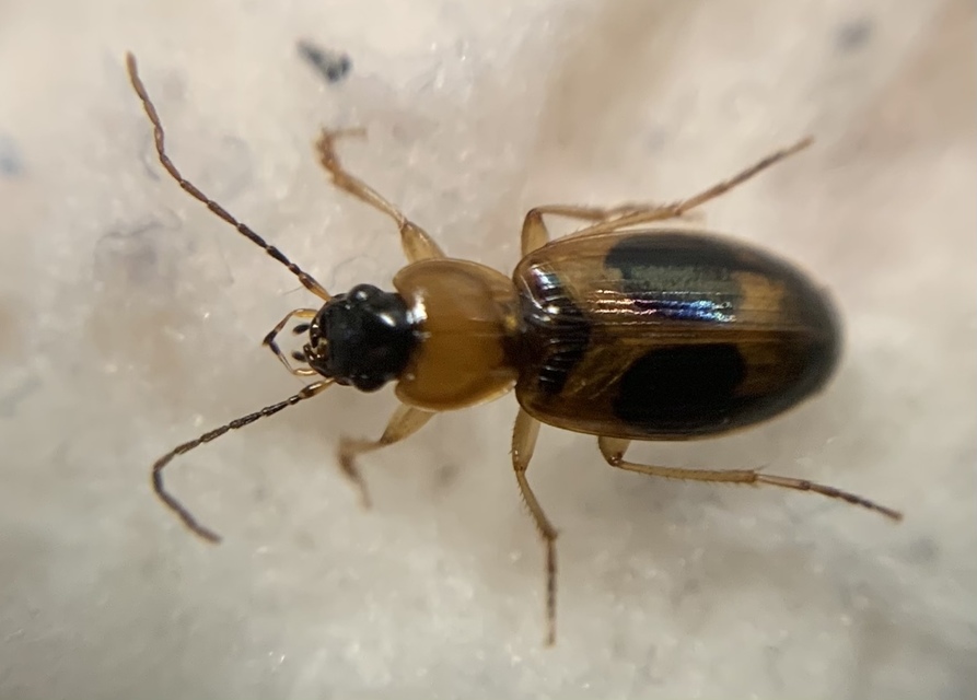 Badister lacertosus - erdei posványfutonc