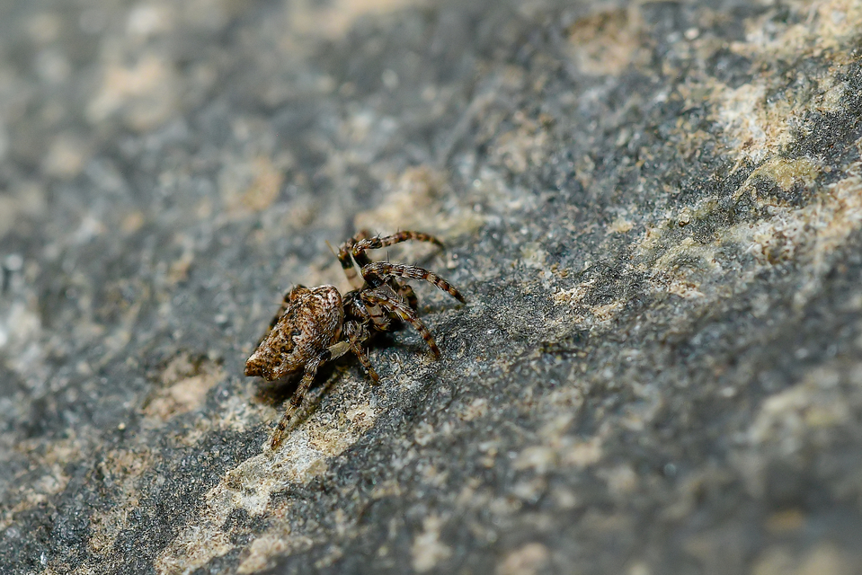 Cyclosa oculata - mediterrán csúcsos-keresztespók
