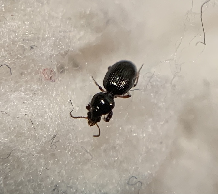 Dyschirius globosus - apró ásófutó