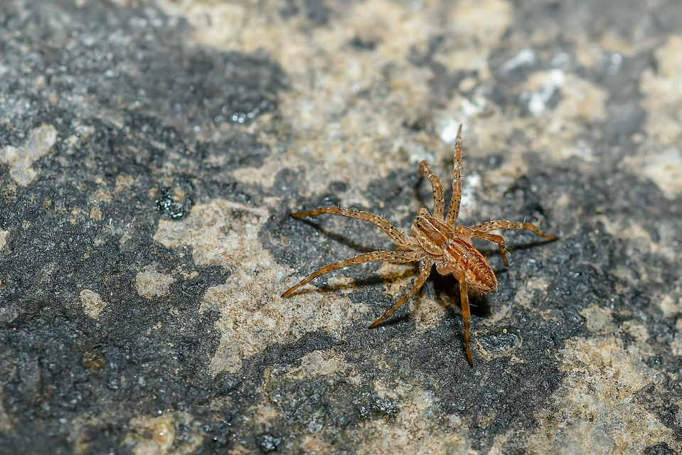 Dolomedes plantarius/fimbriatus