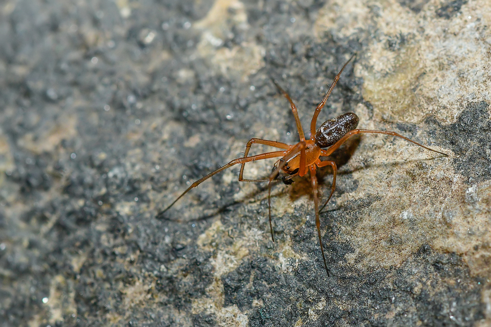 Linyphia triangularis - háromszöges vitorláspók