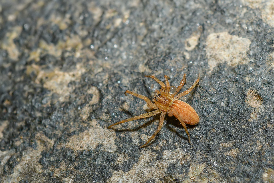 Dolomedes plantarius/fimbriatus