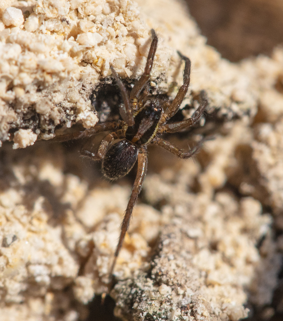 Pardosa