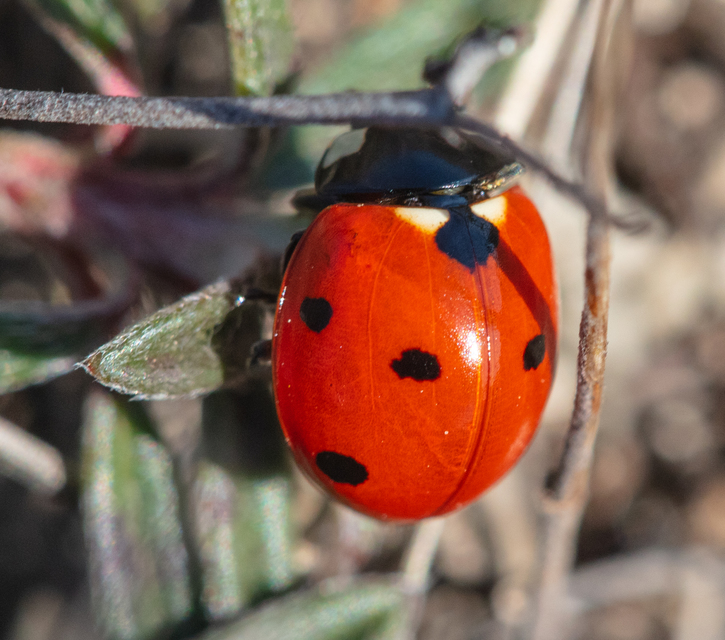 Coccinella septempunctata - hétpettyes katica