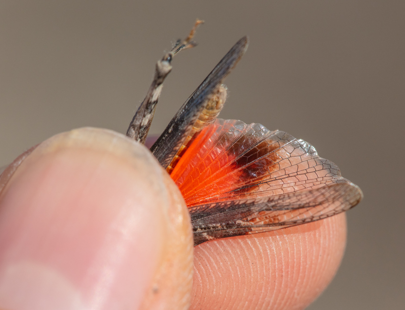 Acrotylus insubricus - önbeásósáska