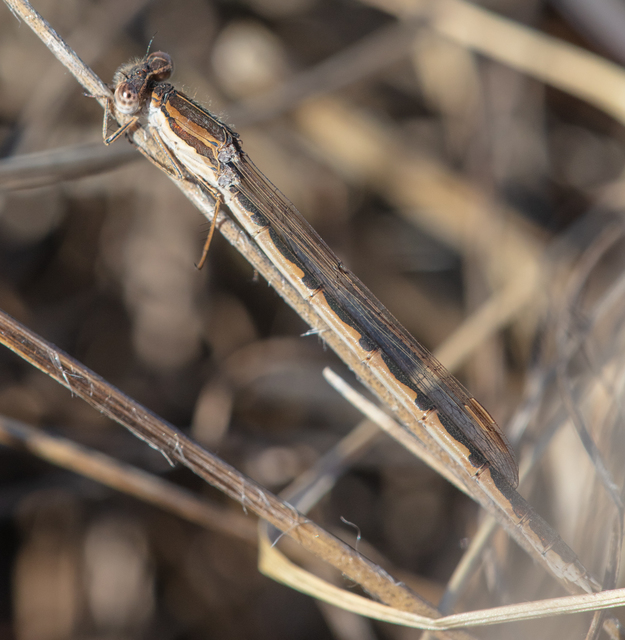 Sympecma fusca - téli rablószitakötő