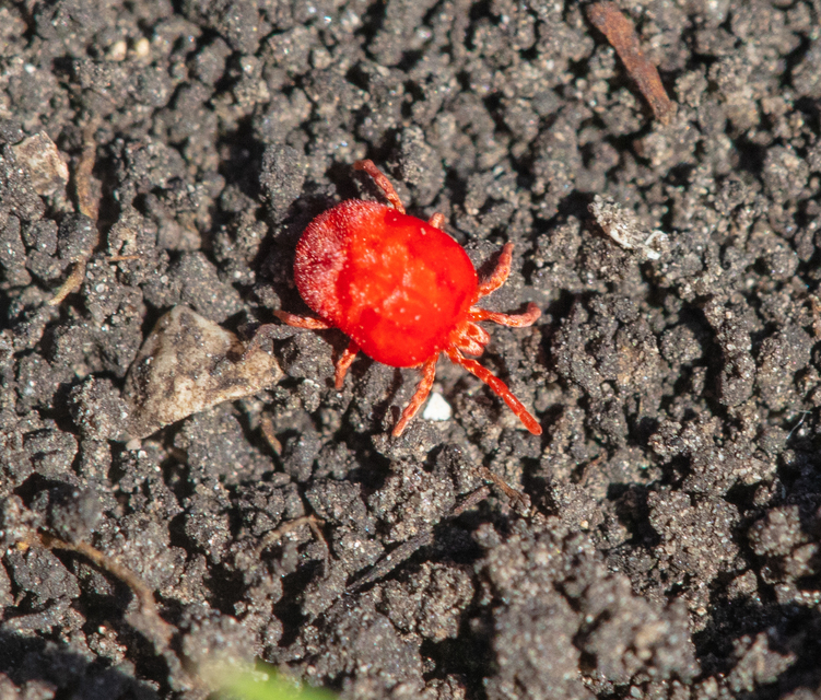 Trombidium