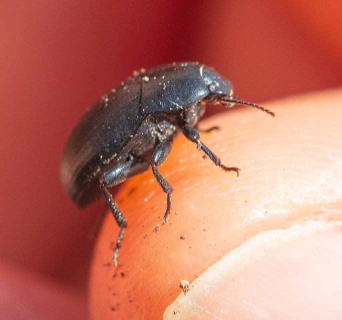Pedinus