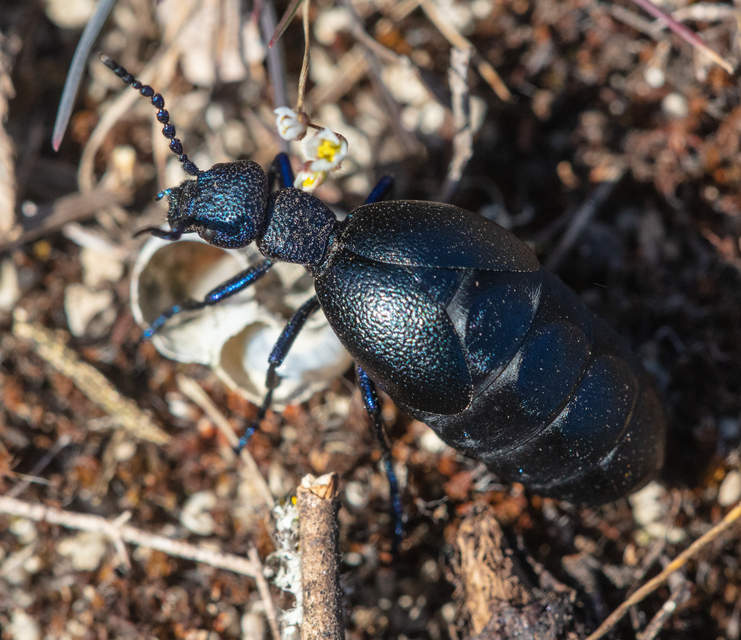 Meloe proscarabaeus - közönséges nünüke