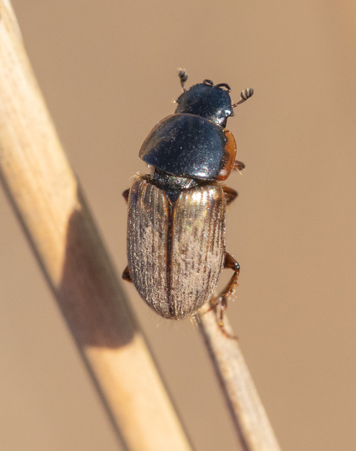 Aphodius prodromus - sárgalábú trágyabogár