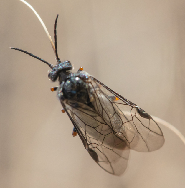 Tenthredinidae - valódi levéldarazsak