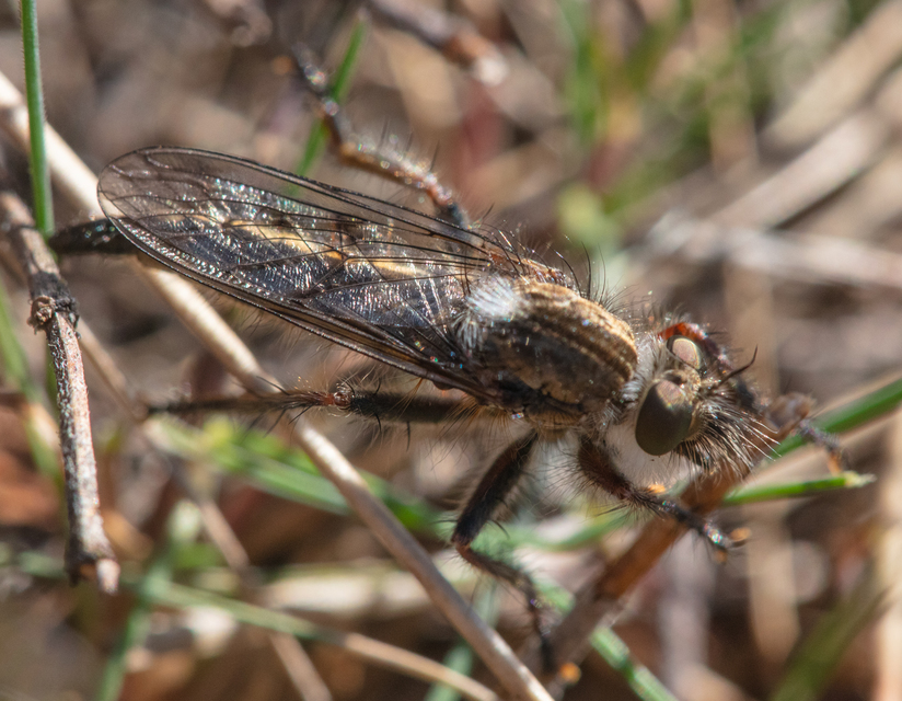 Erax barbatus