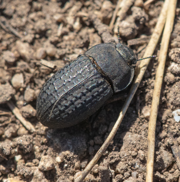 Opatrum sabulosum - sároshátú gyászbogár