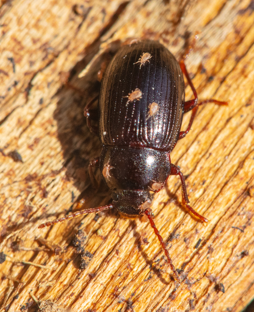 Nalassus dermestoides - rövidszárnyú gyászbogár