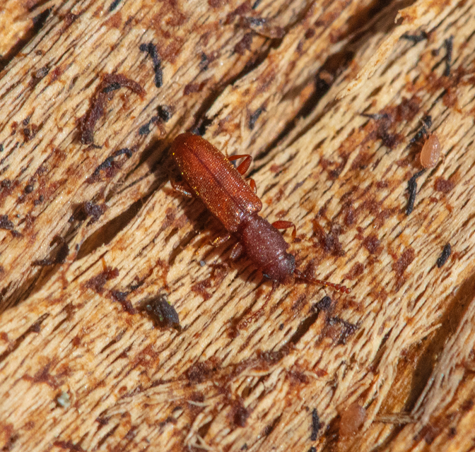 Silvanus