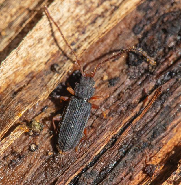 Uleiota planatus - hosszúcsápú fogasnyakú-lapbogár