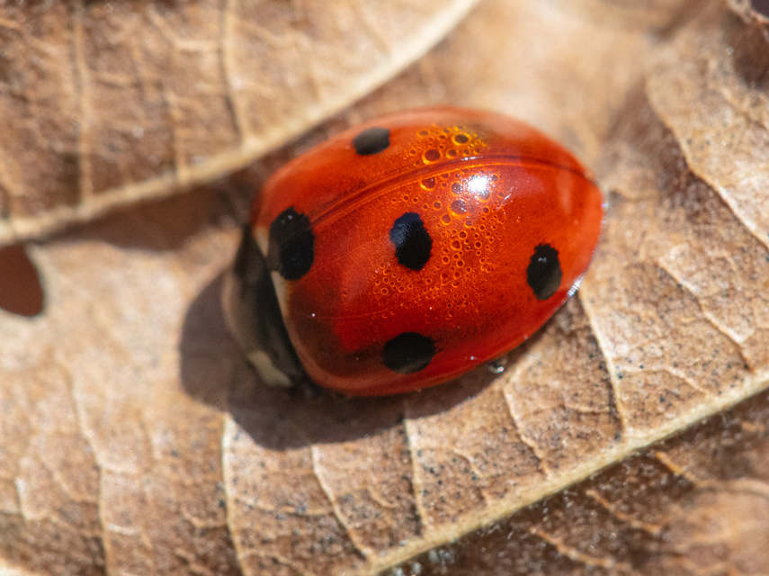 Coccinella septempunctata - hétpettyes katica