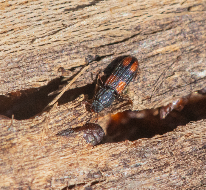 Bitoma crenata - szalagos héjbogár