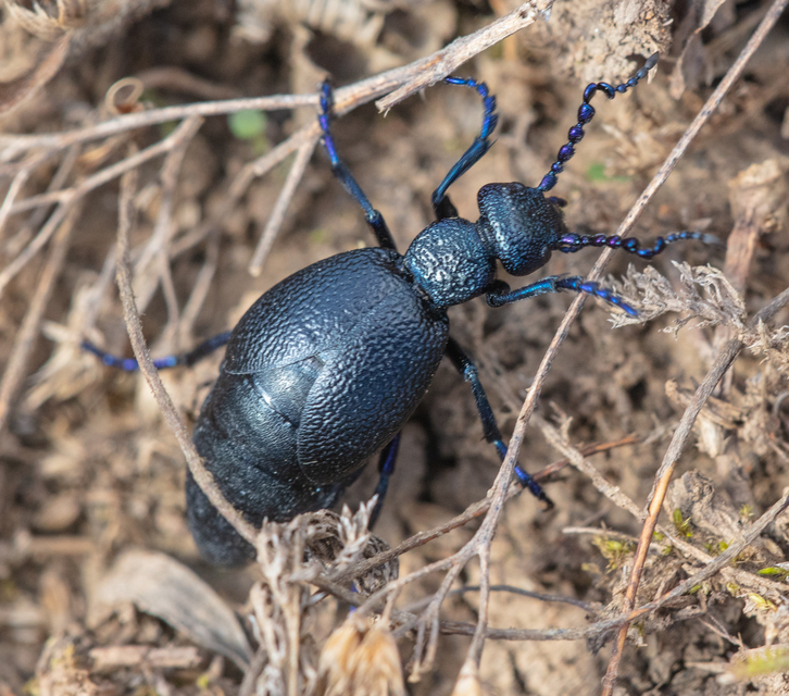 Meloe proscarabaeus - közönséges nünüke