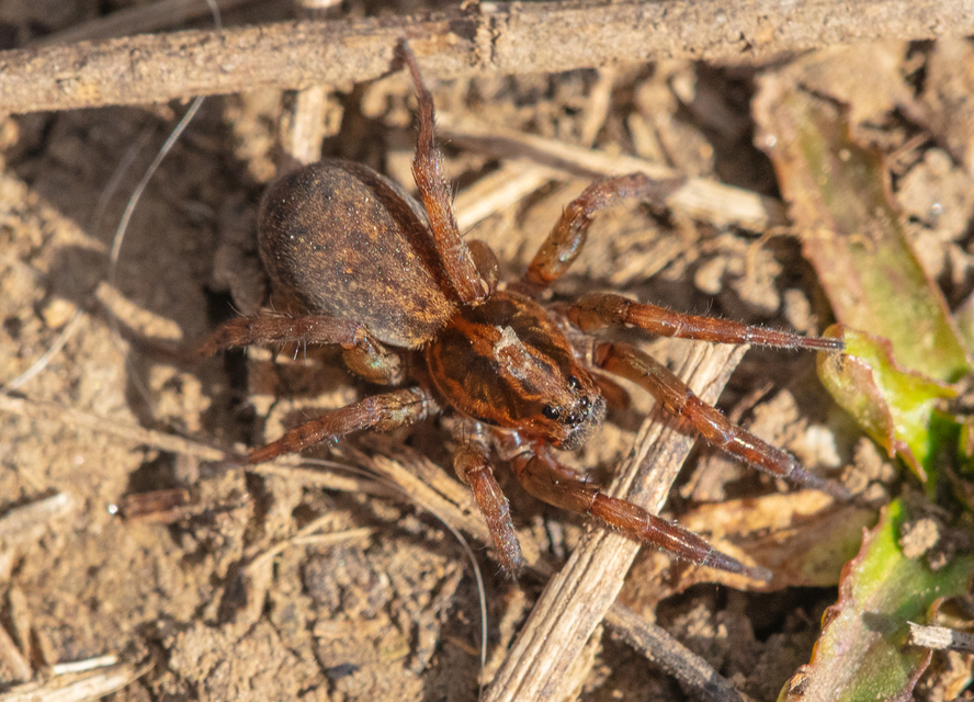 Trochosa
