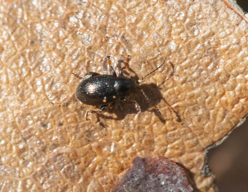 Chaetocnema