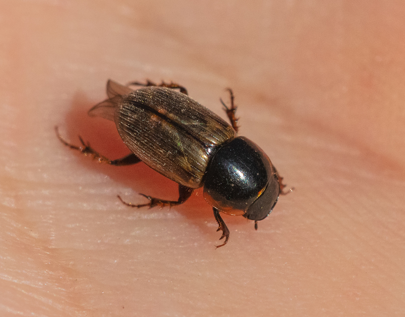 Aphodius prodromus - sárgalábú trágyabogár