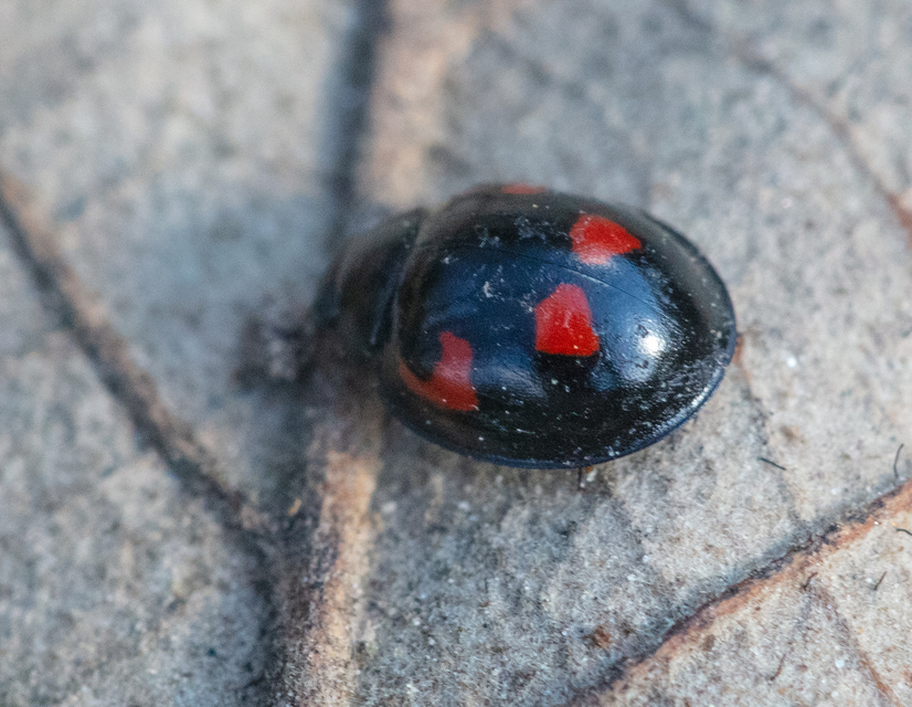 Exochomus quadripustulatus - négyfoltos szerecsenkata