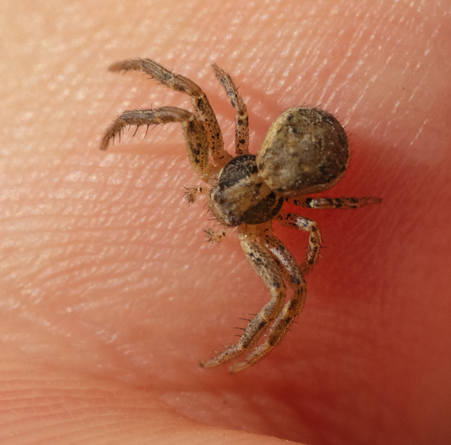 Xysticus