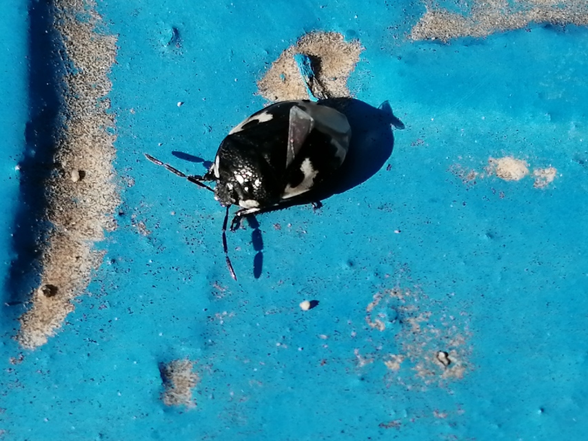 Tritomegas bicolor - foltos földipoloska