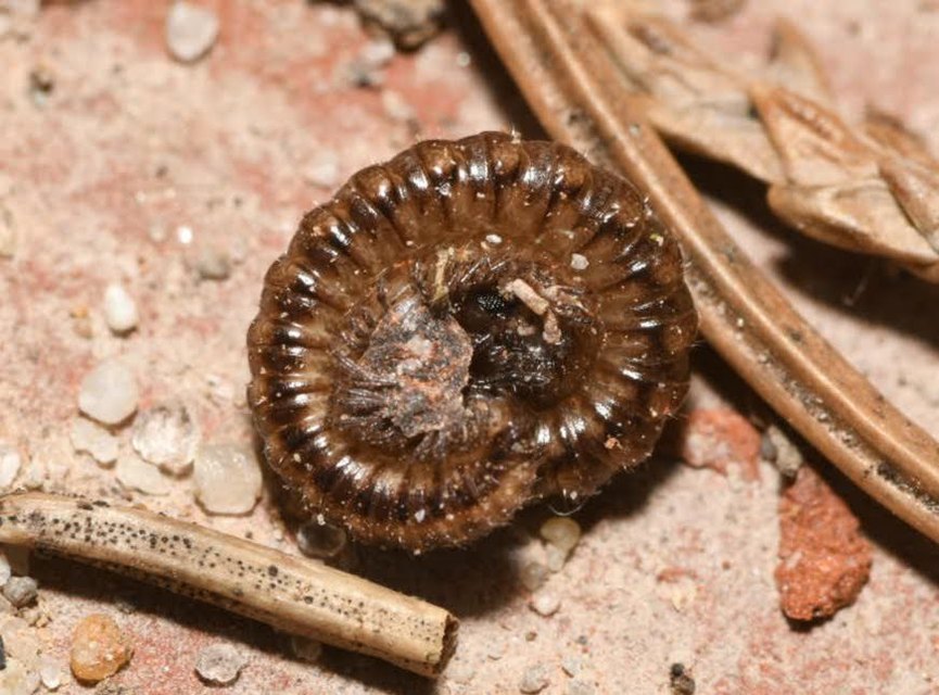 Craspedosoma raulinsii